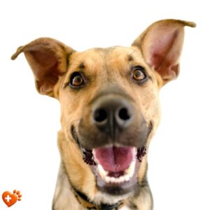 Köpek Sağlığı
