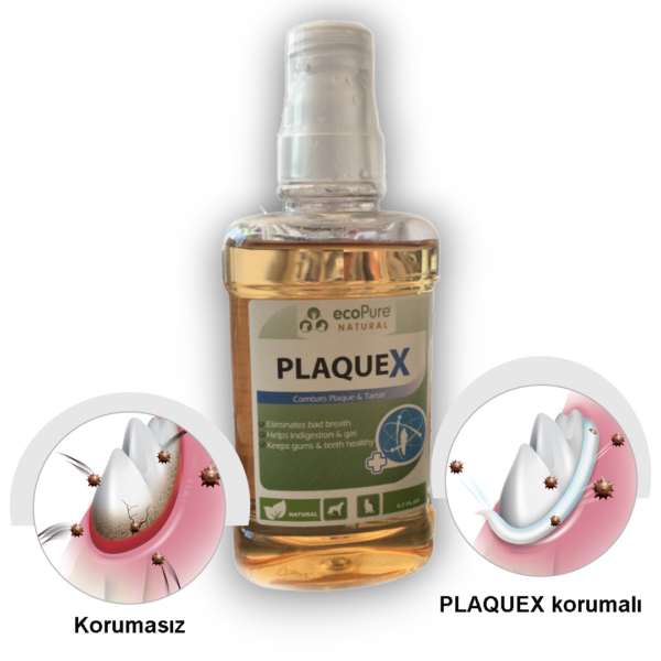 PLAQ-REKKK.png