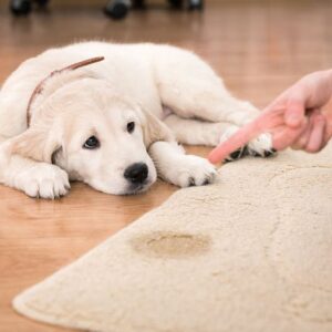 Urine Blocker® Spray Dog - Köpek idrar yapma engelleyici - Görsel 3