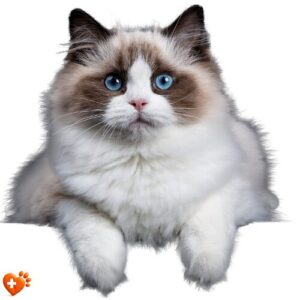 Kedi Sağlığı